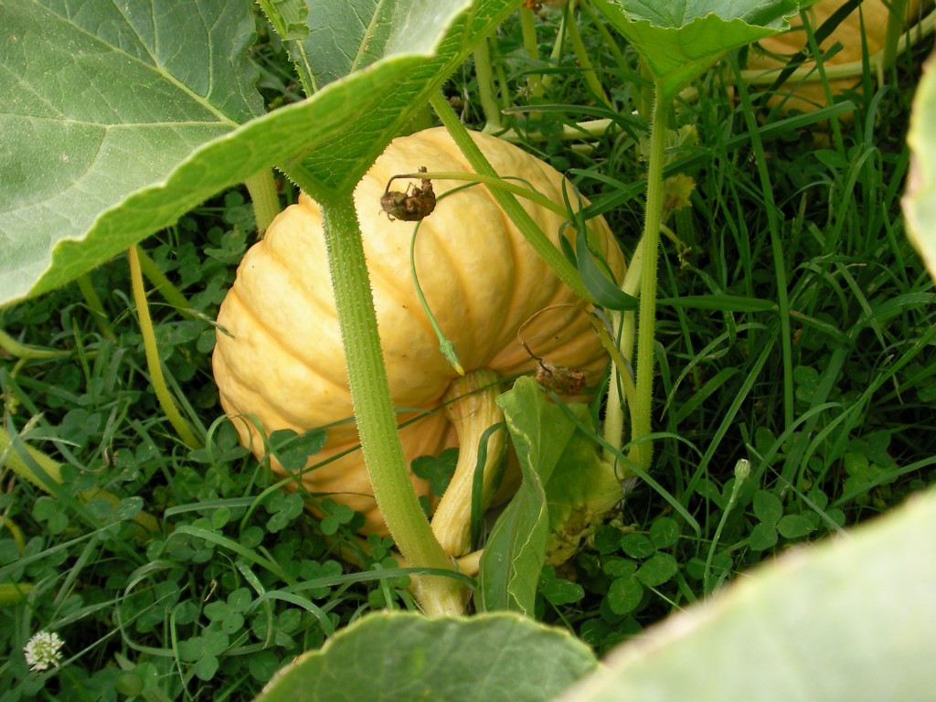 six-months-orchardkitchengarden